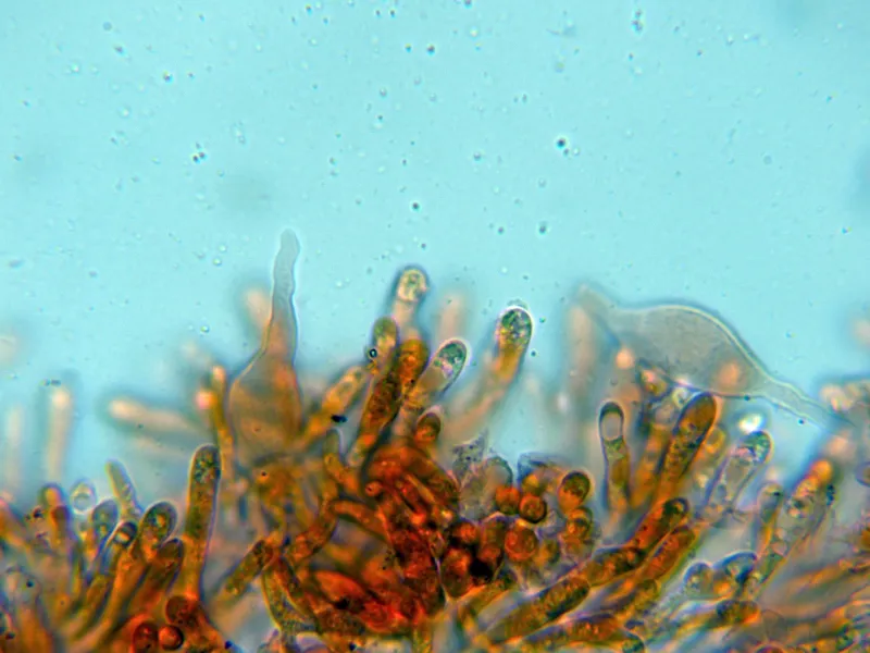 Atheniella delectabilis 10 - Queilocistidio-001